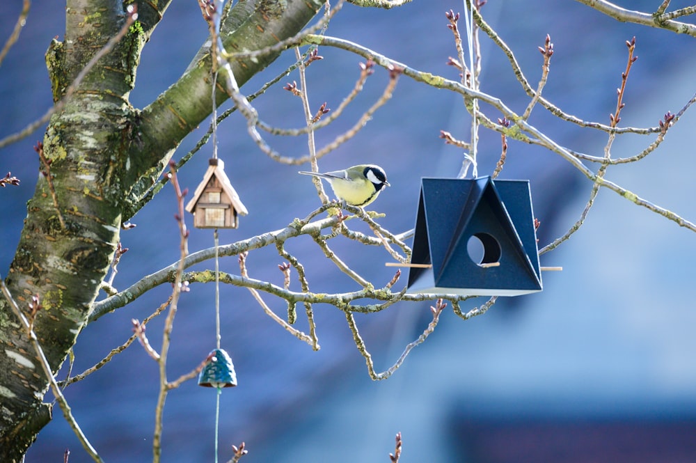 white and black bird on brown wooden bird house