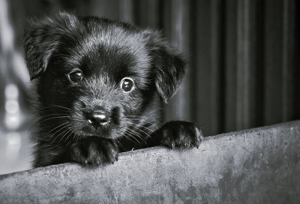black labrador retriever puppy on black textile