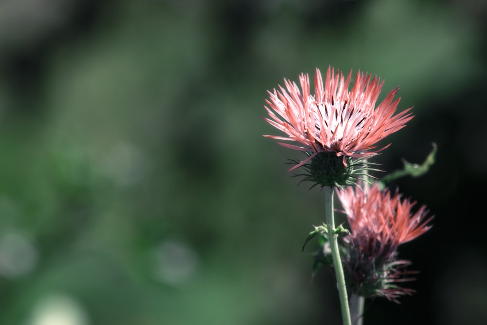 pink flower in tilt shift lens