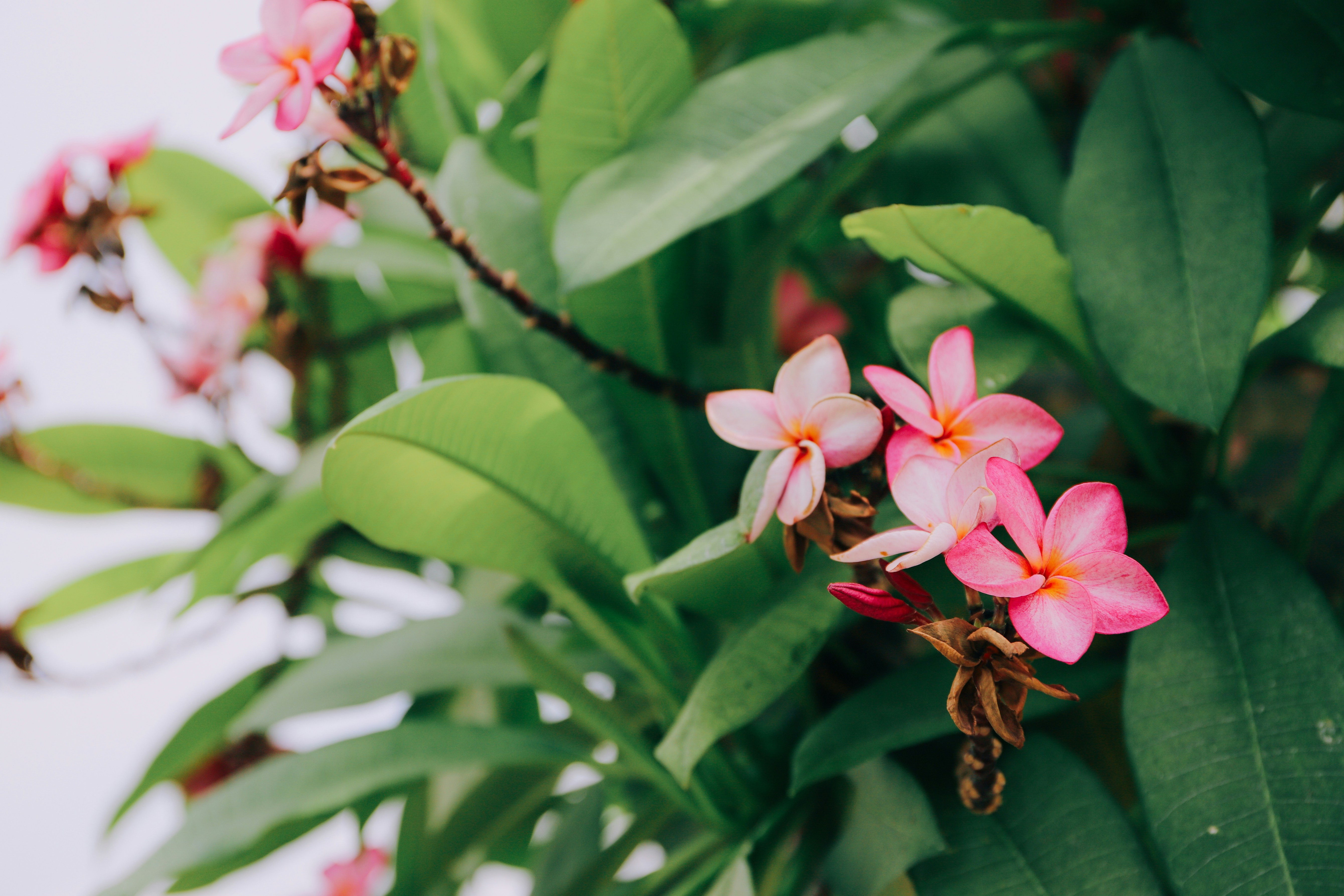 Photo by strong_phung