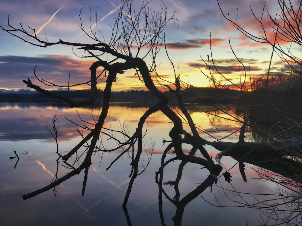 leafless tree on body of water during sunset