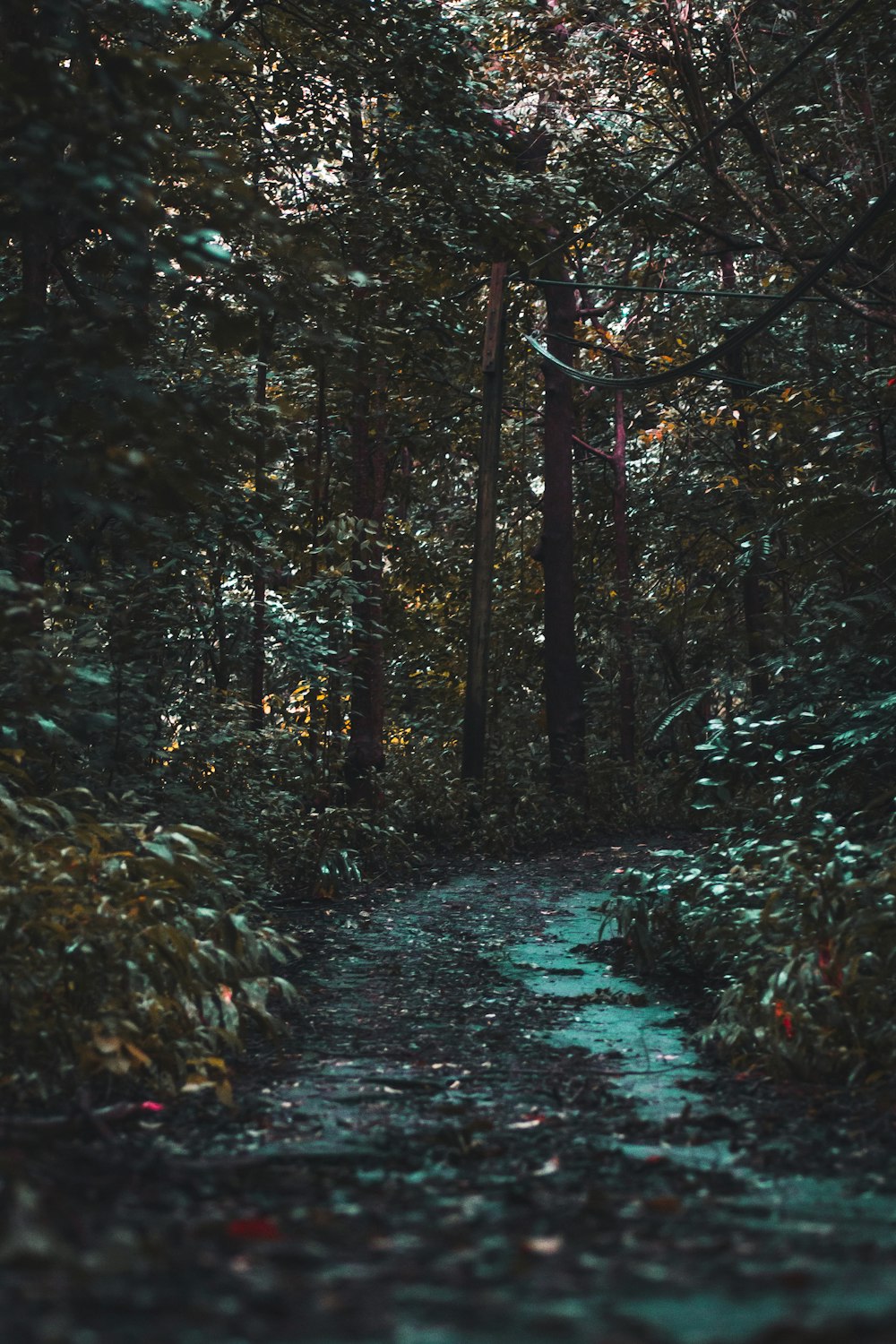 pathway in the middle of forest