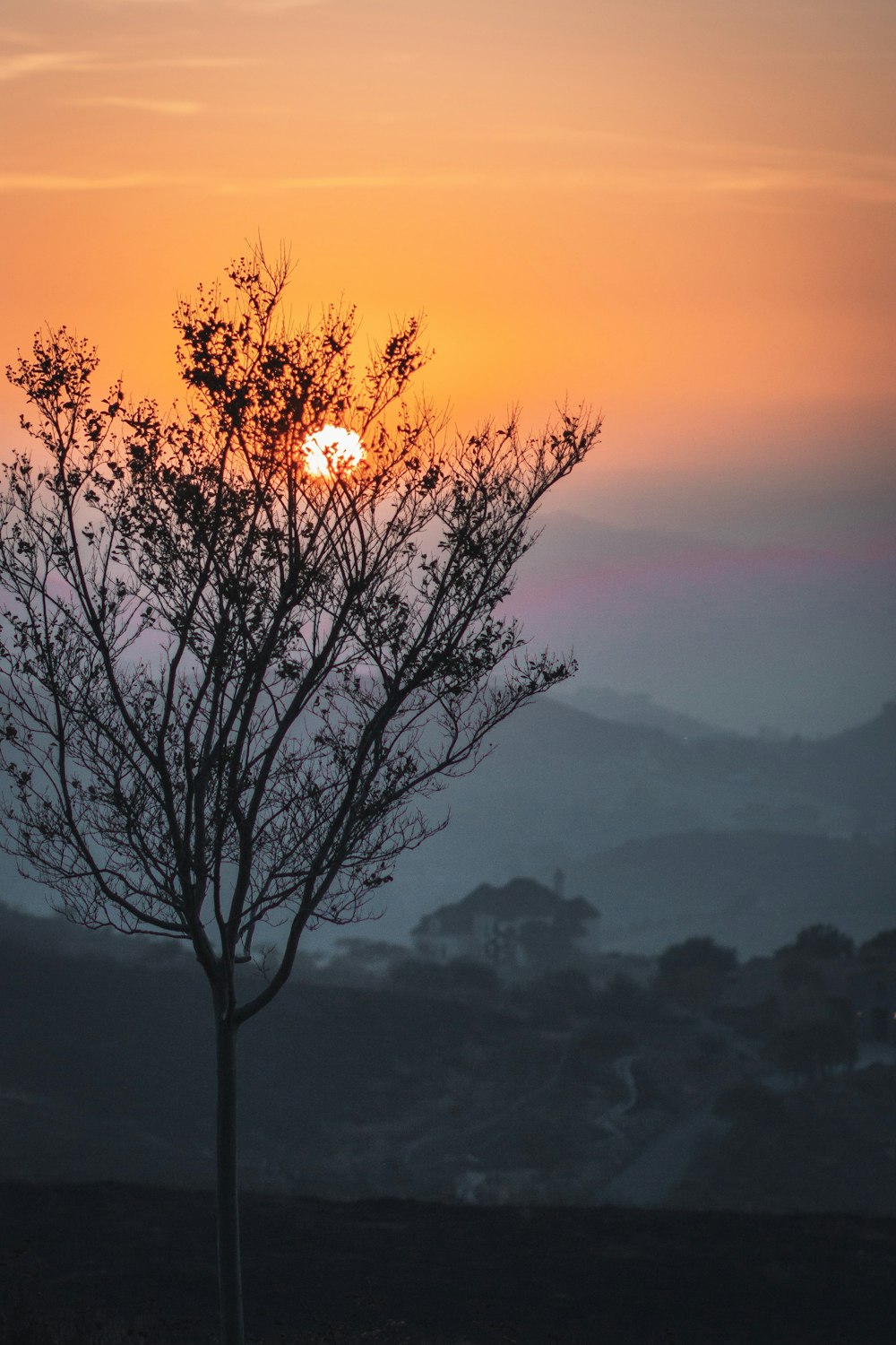 árbol sin hojas en la cima de la montaña durante el día