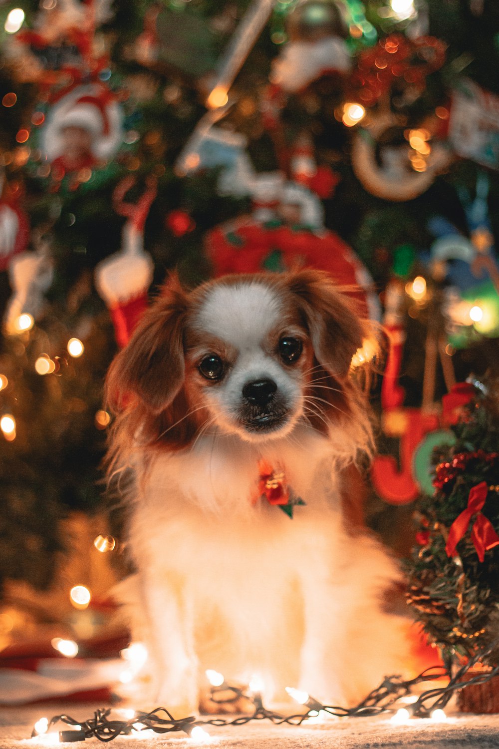 white and brown long haired chihuahua puppy