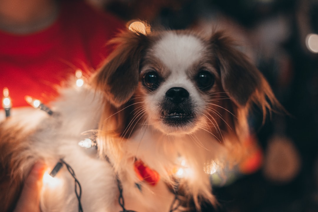 white and brown long haired chihuahua puppy