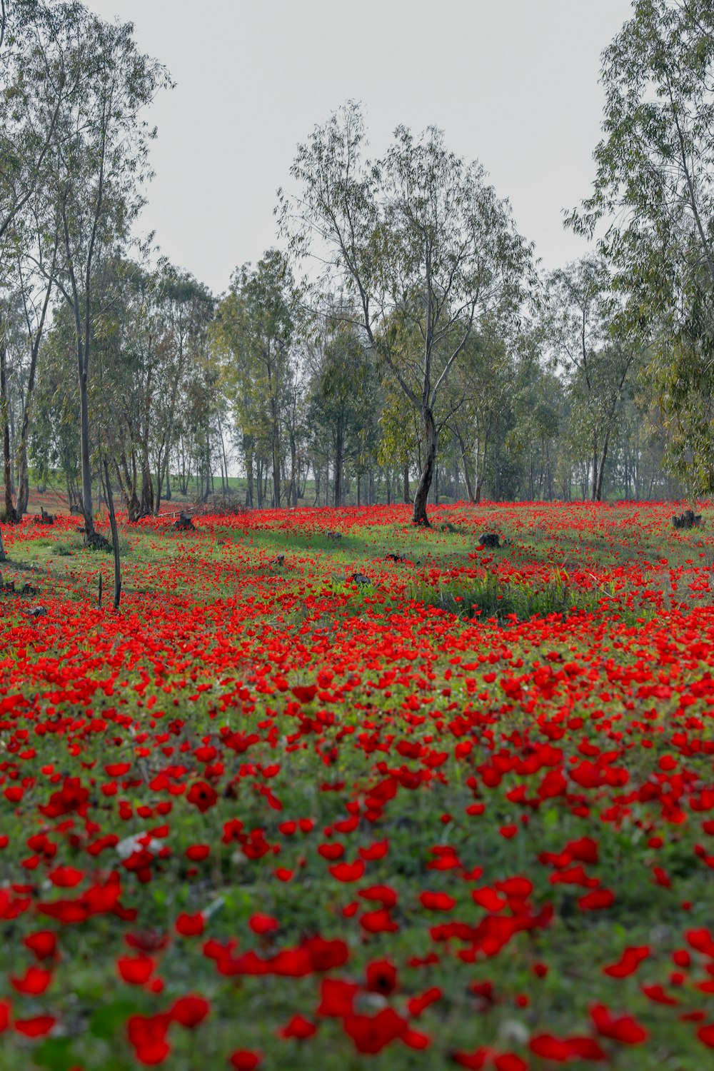 red flower field near trees during daytime