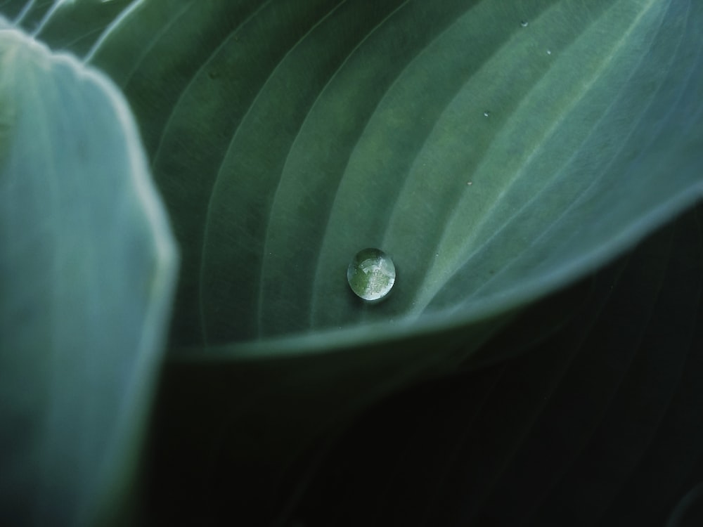 water droplet on green leaf