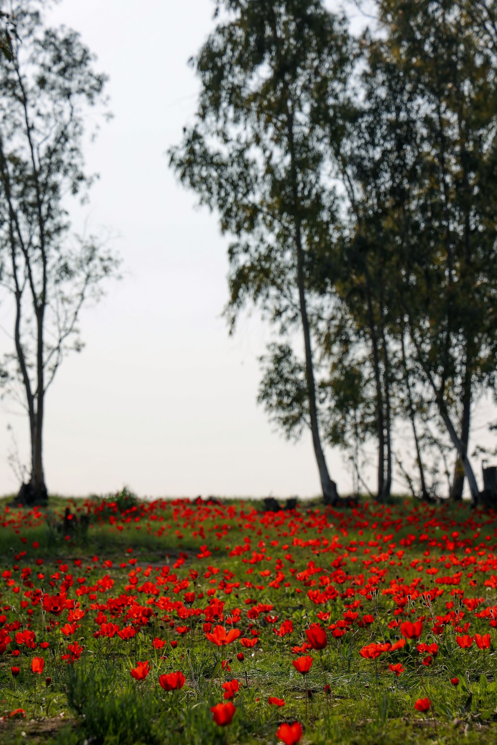 green trees on red grass field during daytime