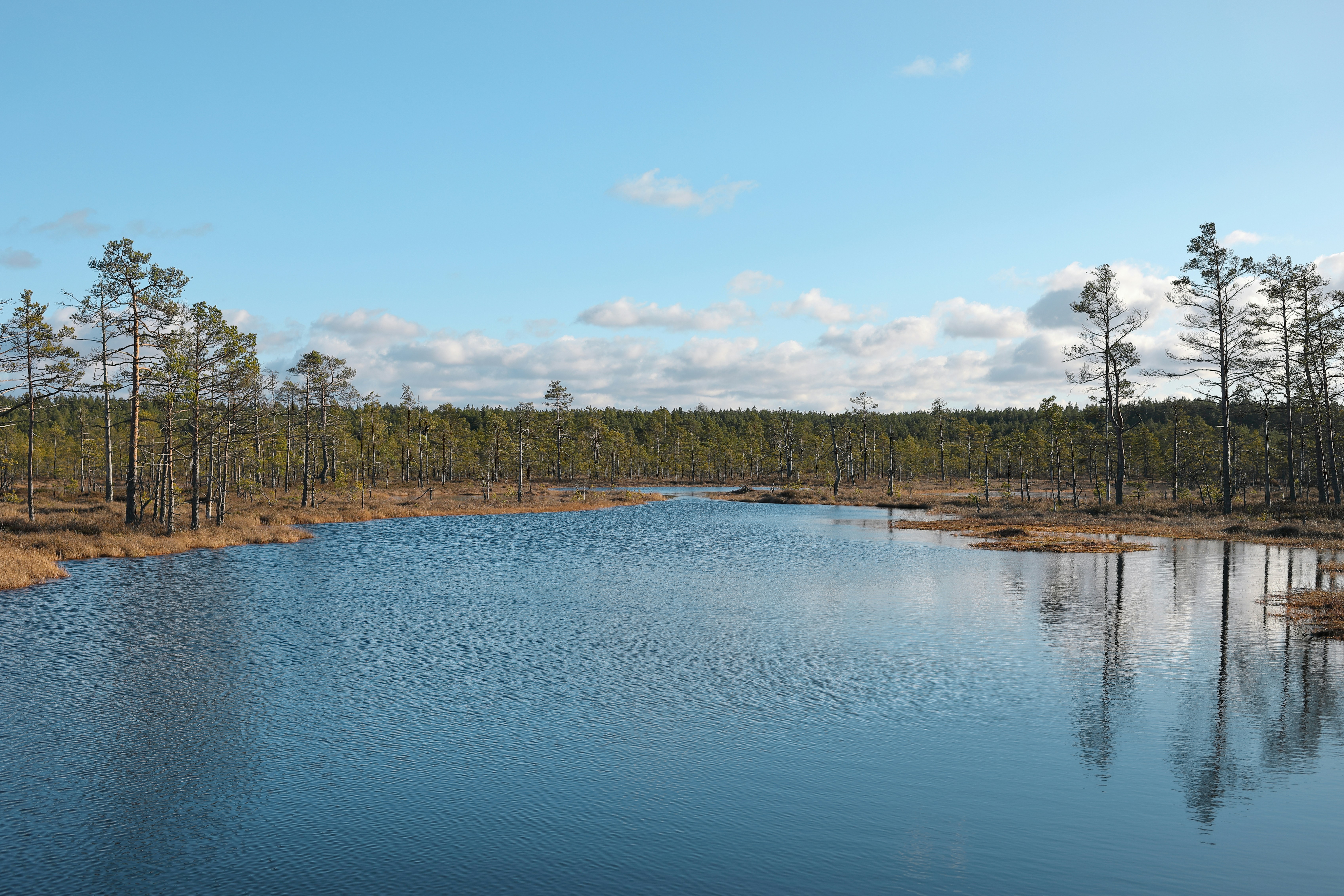 green trees beside body of water under blue sky during daytime