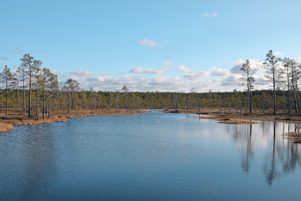 green trees beside body of water under blue sky during daytime