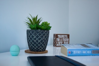 green plant on blue and white ceramic pot