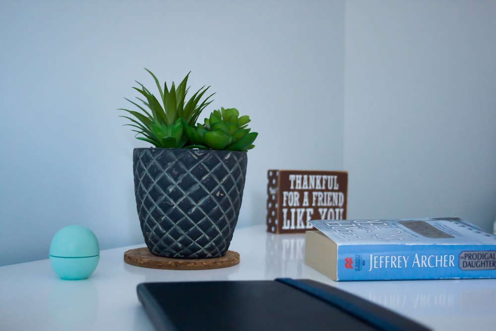 green plant on blue and white ceramic pot