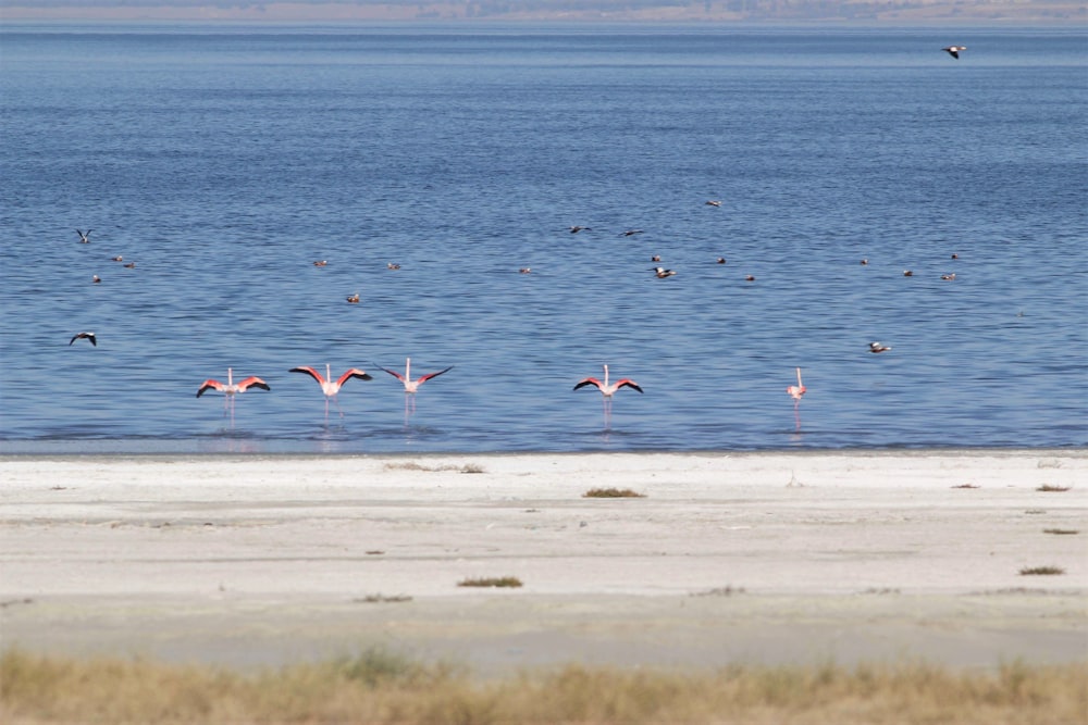 bando de aves no mar durante o dia