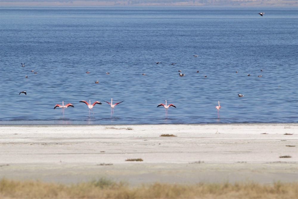 bandada de pájaros en el mar durante el día
