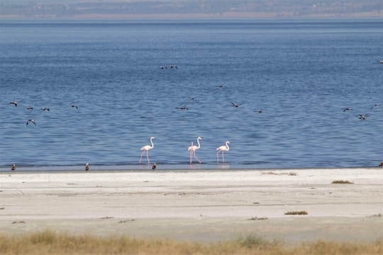 birds on shore during daytime