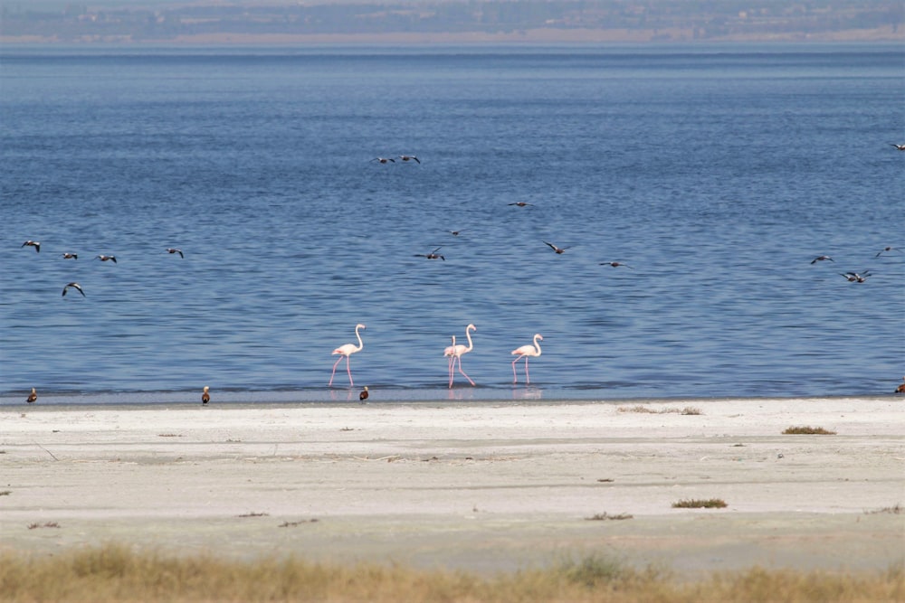 birds on shore during daytime