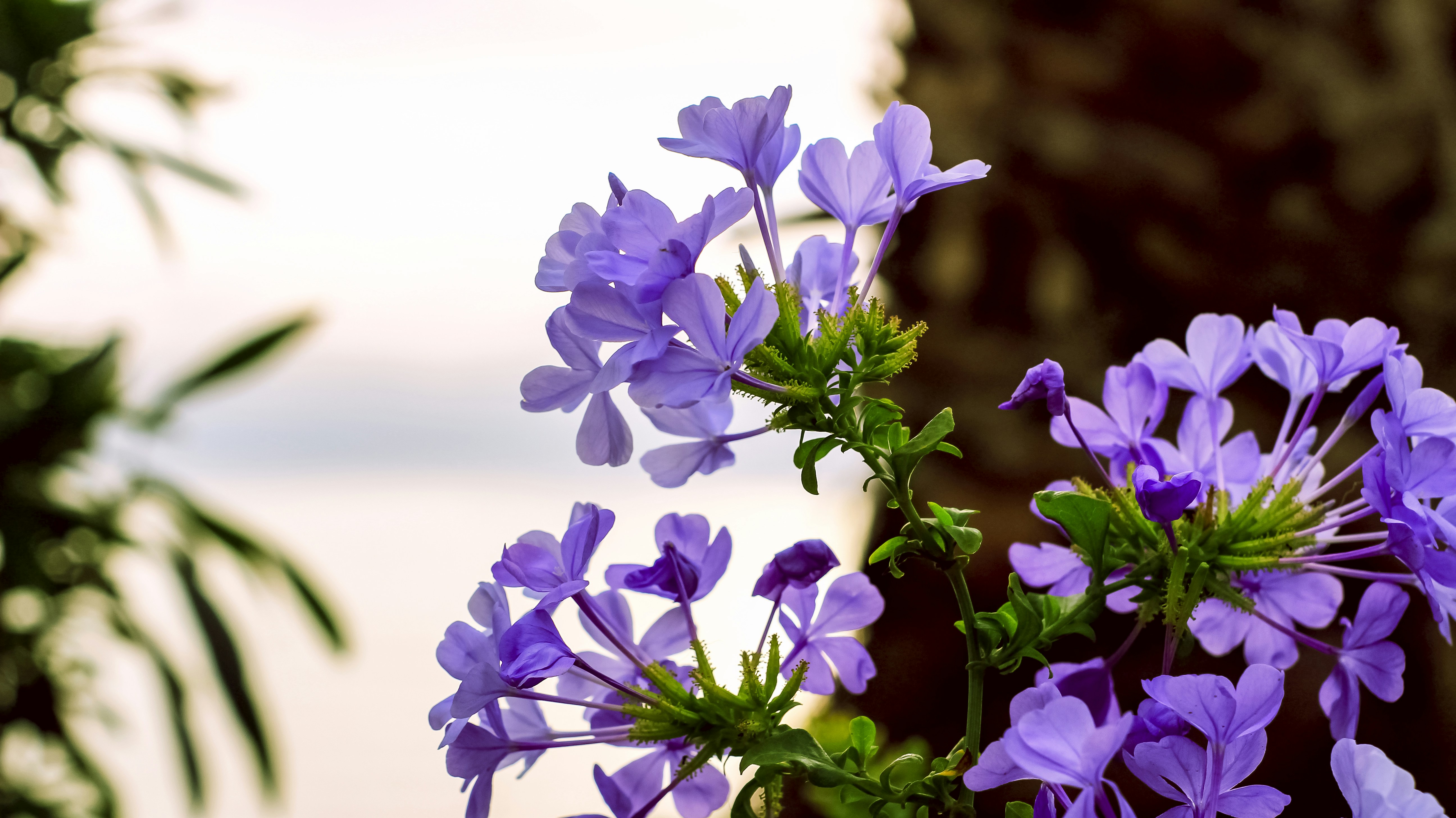 purple and white flowers in tilt shift lens