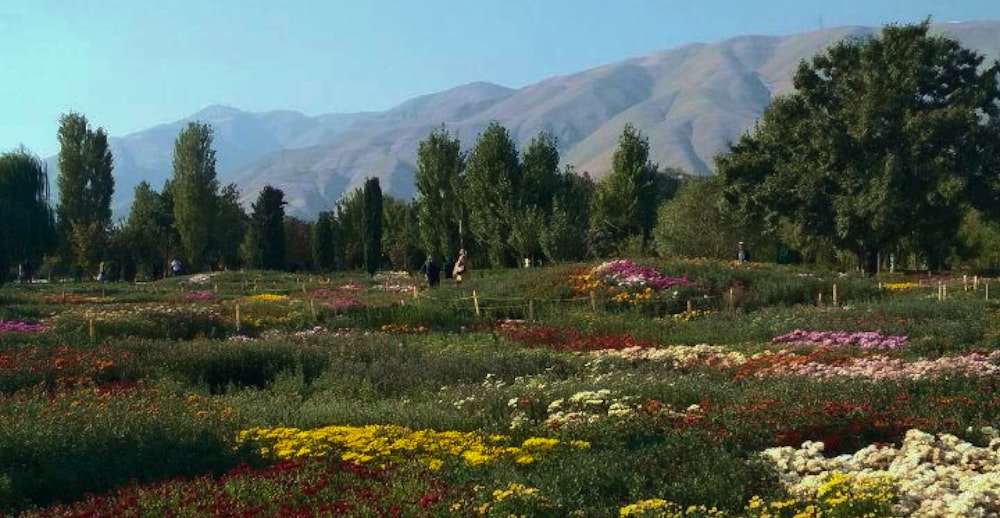 campo de flores amarelas perto de árvores verdes e montanhas durante o dia