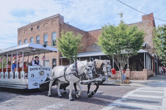 white horse with carriage on street during daytime