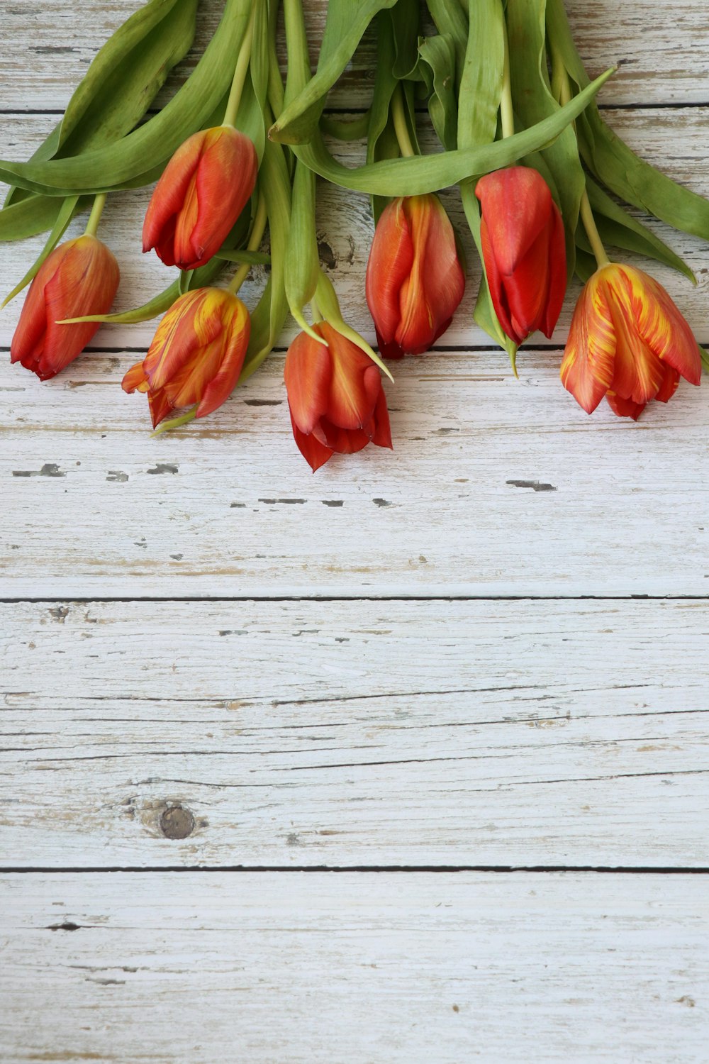 red and orange tulips on white wooden surface