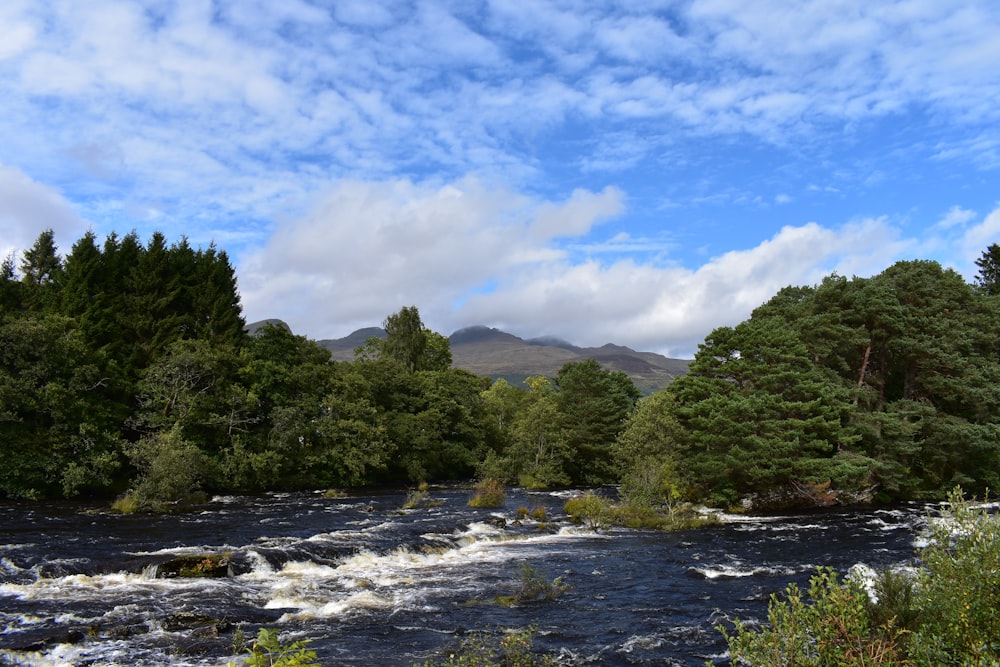 green trees near river under white clouds and blue sky during daytime