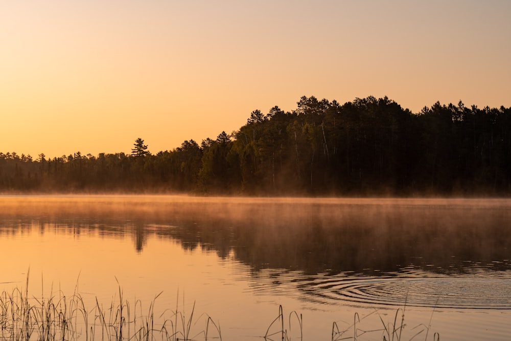 body of water near green trees during daytime