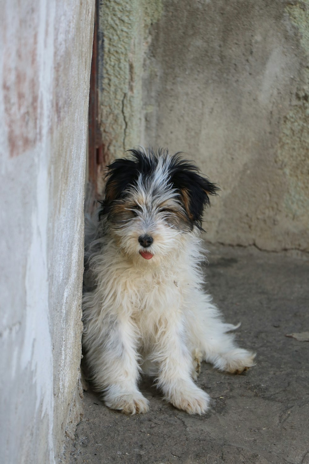 white black and brown long coated small dog