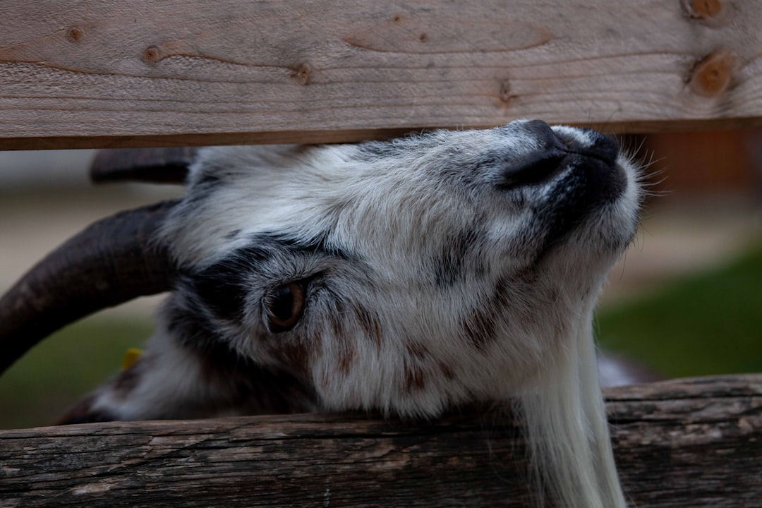 white and black animal on brown wooden fence