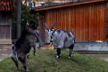 Two goats playfully interacting in their spacious outdoor pen.