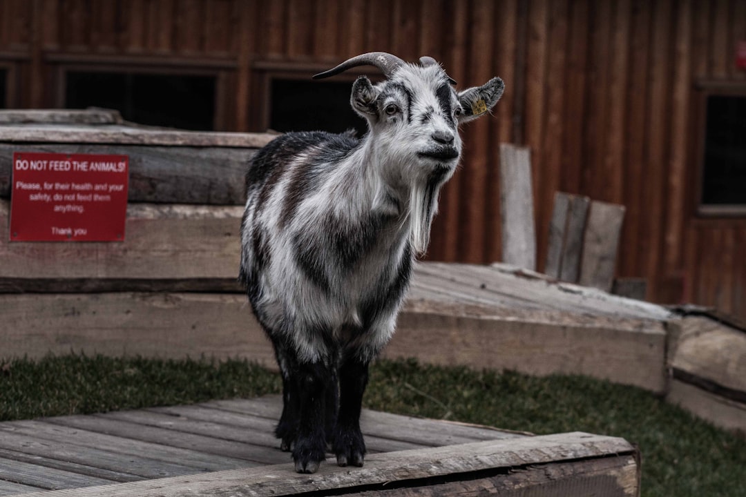 white and black goat on brown wooden fence