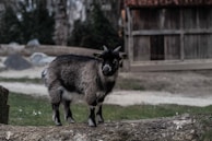A small goat with dark and light fur stands on a log in a fenced outdoor area. The background includes a wooden structure and a pathway surrounded by greenery and rocks.