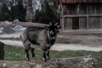 A small goat with dark and light fur stands on a log in a fenced outdoor area. The background includes a wooden structure and a pathway surrounded by greenery and rocks.