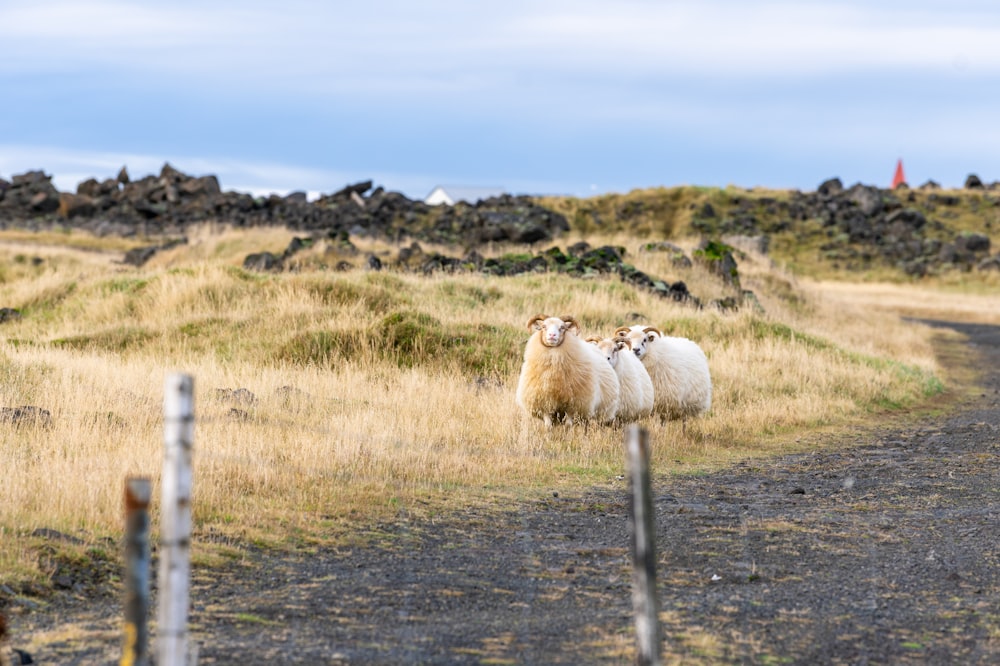 white sheep on green grass field during daytime