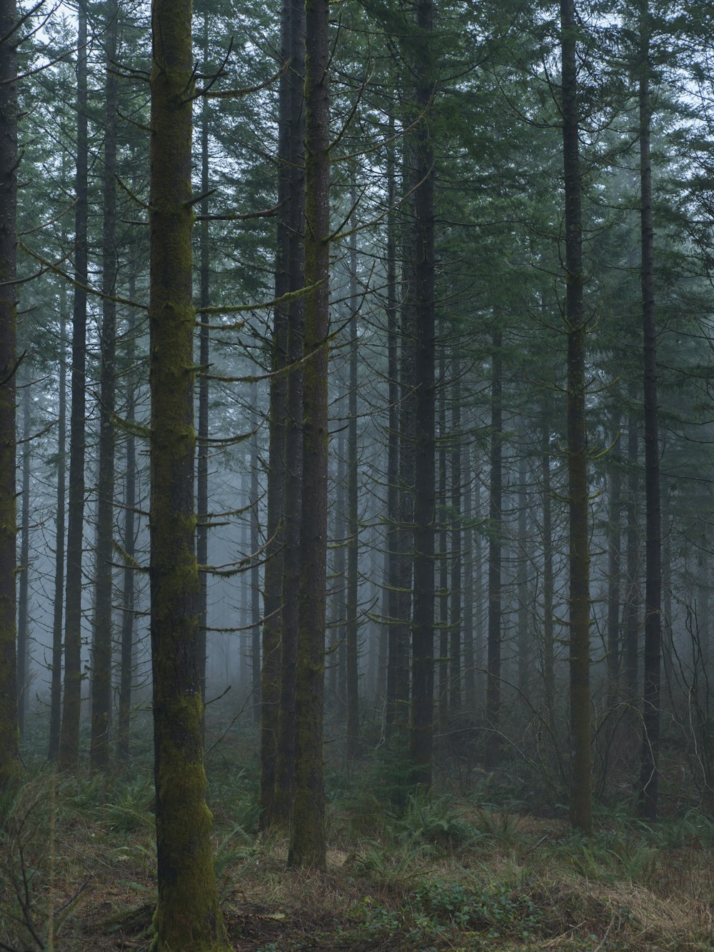 green trees on forest during daytime