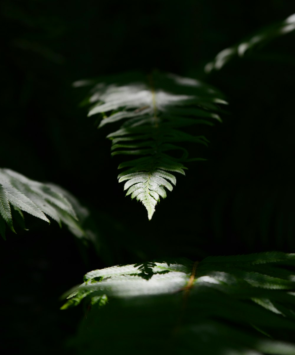 green leaves in close up photography