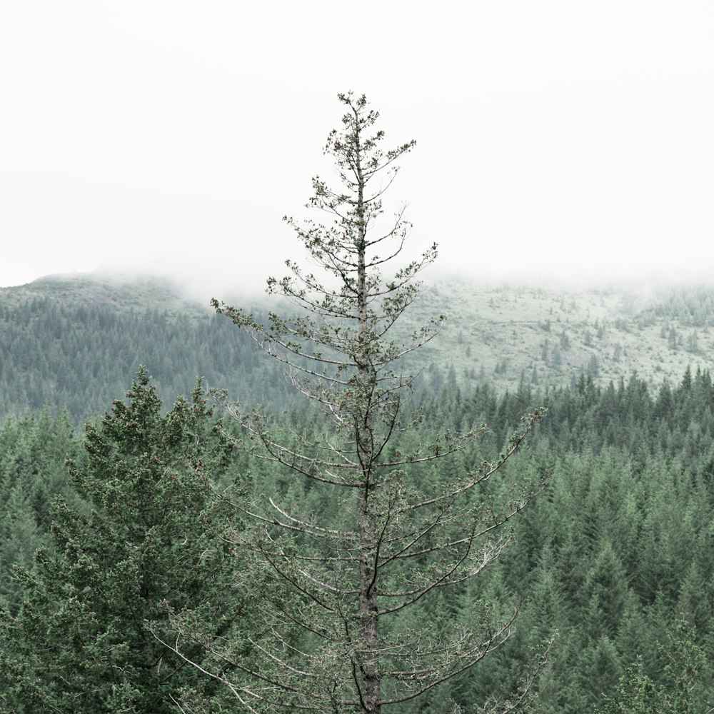 green pine tree on mountain during daytime