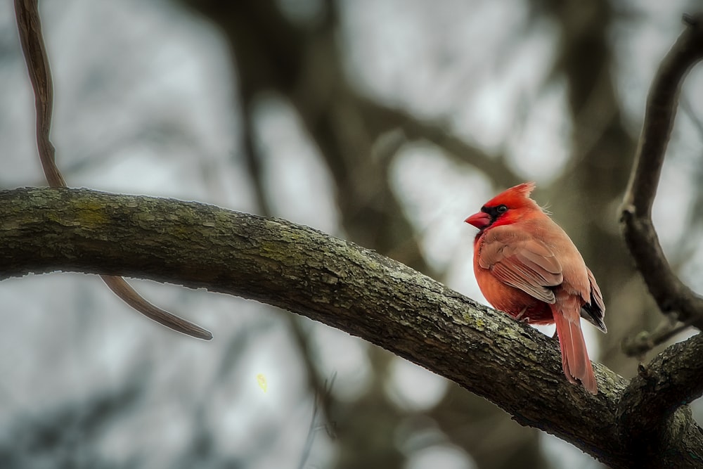 red cardinal perched on brown tree branch during daytime