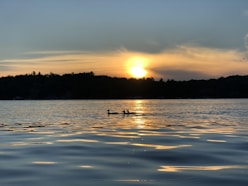 silhouette of trees near body of water during sunset