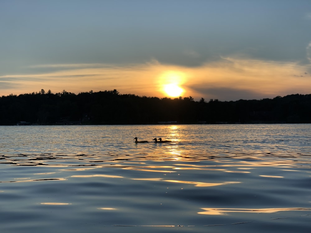 silhouette of trees near body of water during sunset