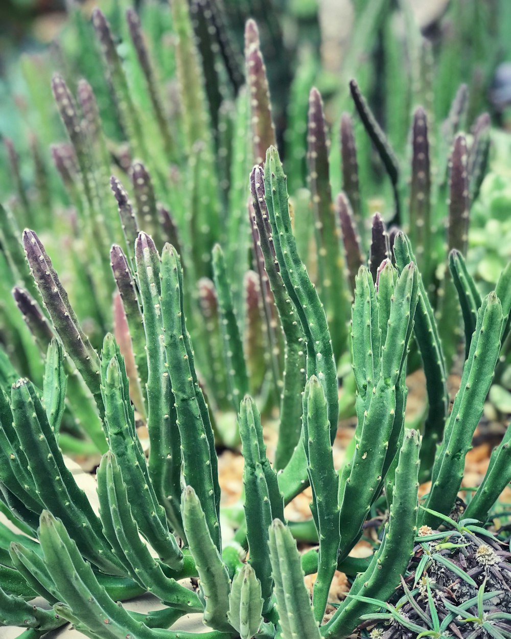 green plant in close up photography