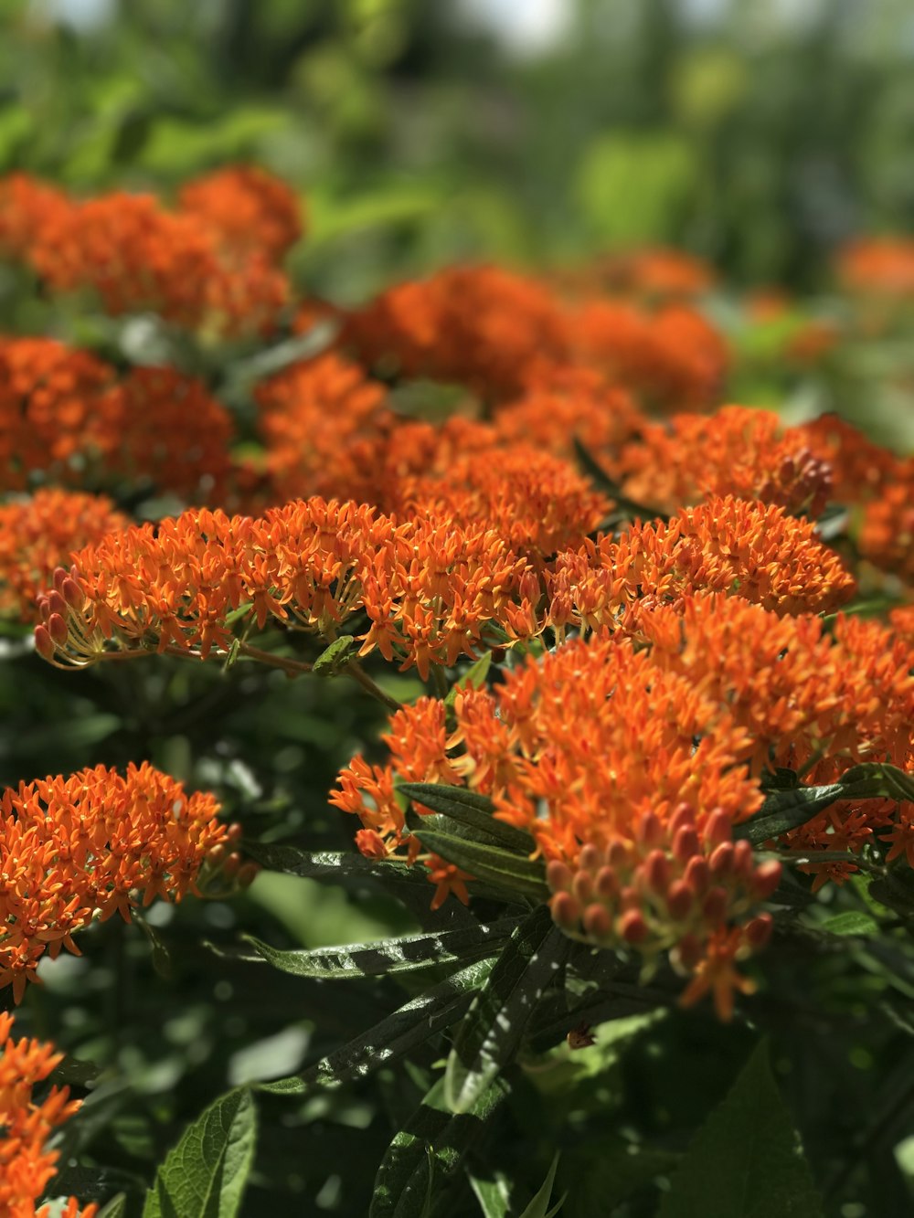 orange flowers with green leaves