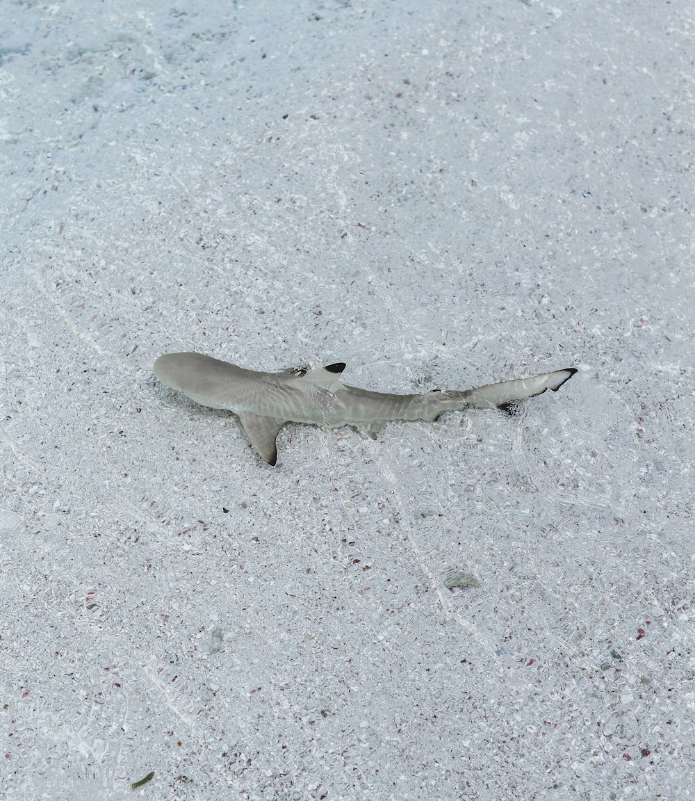 gray shark on gray concrete floor