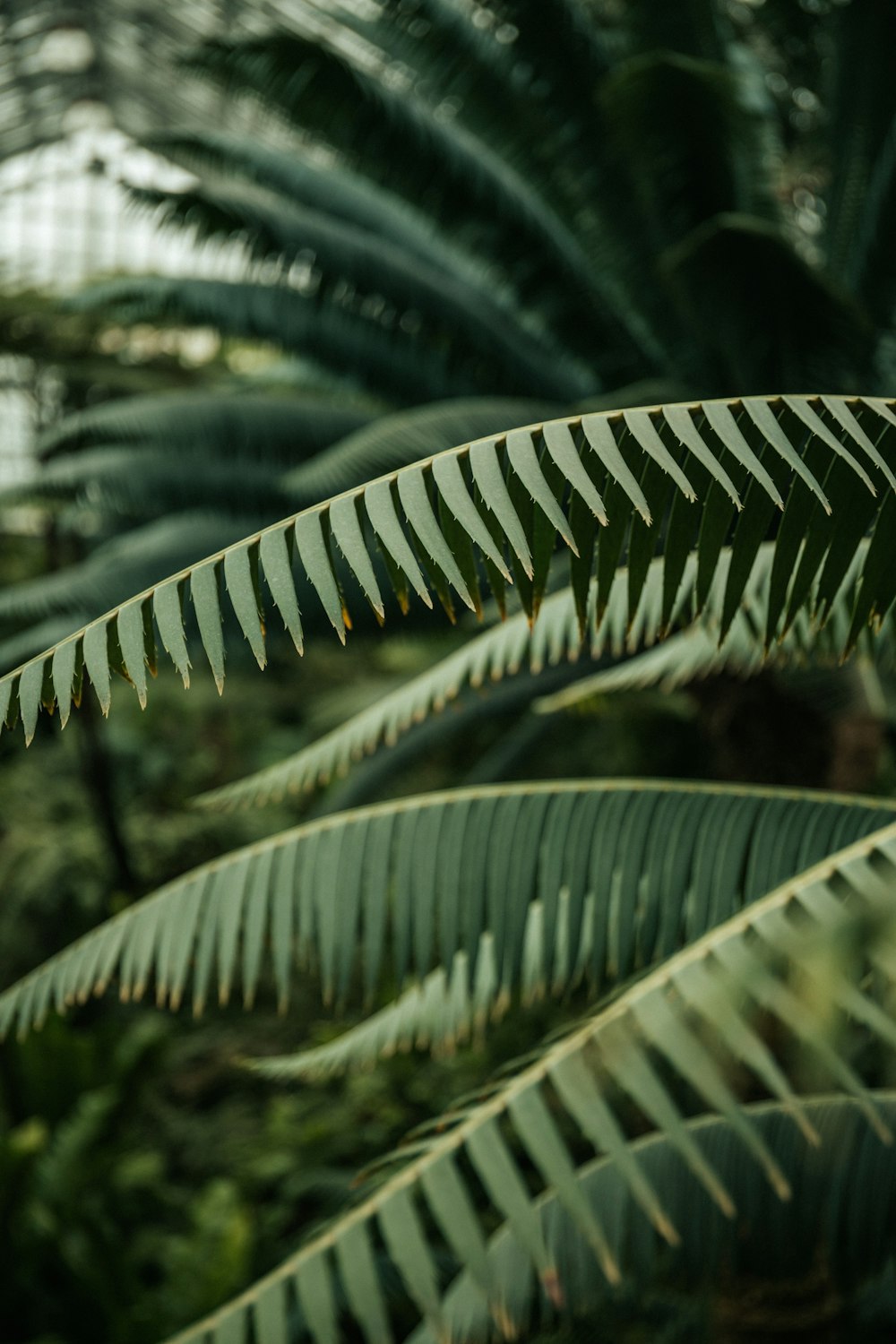 green palm tree during daytime