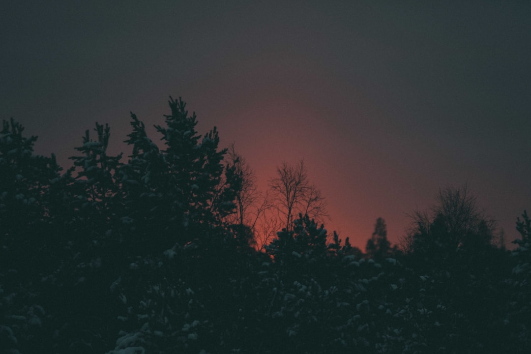 silhouette of trees during night time