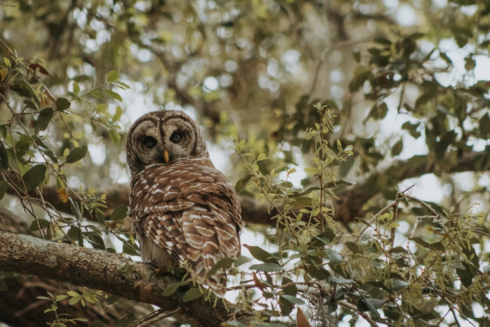 brown owl perched on tree branch during daytime