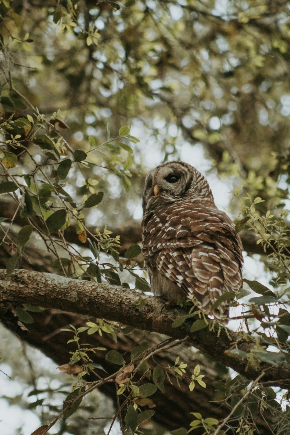 brown and white owl on tree branch during daytime