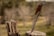 A folding knife with a wooden handle is embedded into a weathered tree stump. The knife has a stainless steel blade with a partially serrated edge and a star emblem. The background is blurred, consisting of a natural outdoor setting with trees and grass.