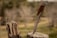 A folding knife with a wooden handle is embedded into a weathered tree stump. The knife has a stainless steel blade with a partially serrated edge and a star emblem. The background is blurred, consisting of a natural outdoor setting with trees and grass.