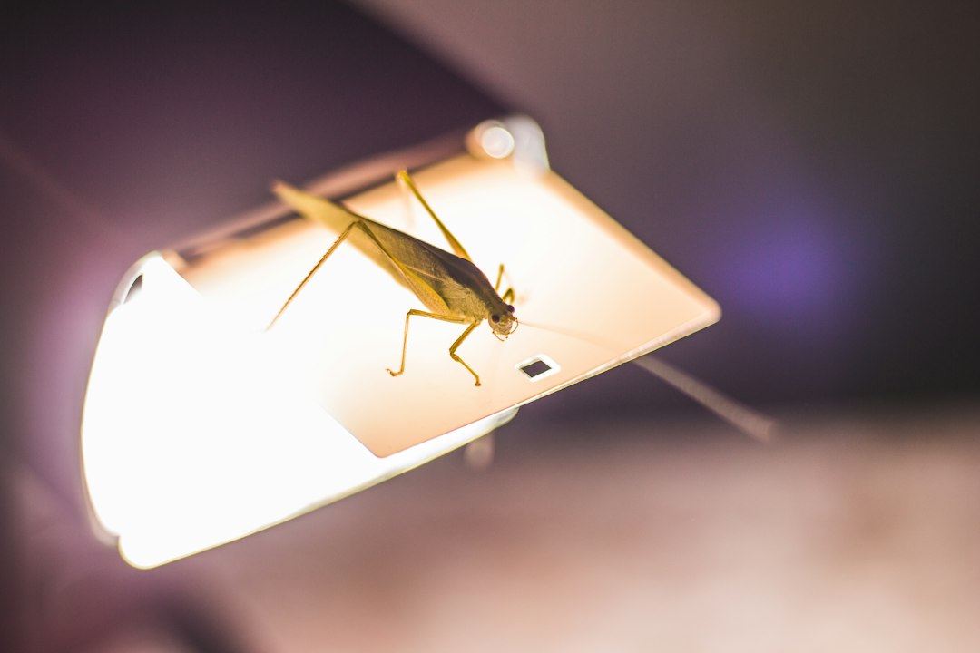 electric insect lamp