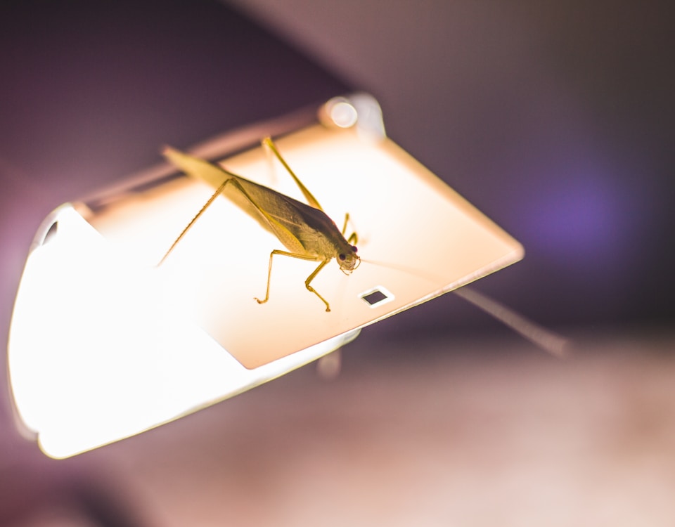 brown grasshopper on white surface